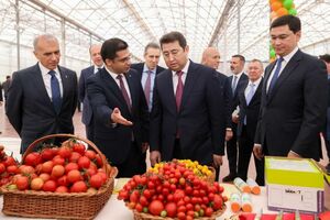 Томатный рай