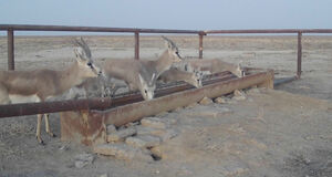 Водопой открыт