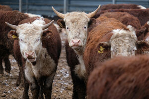 Такая корова нужна самому!