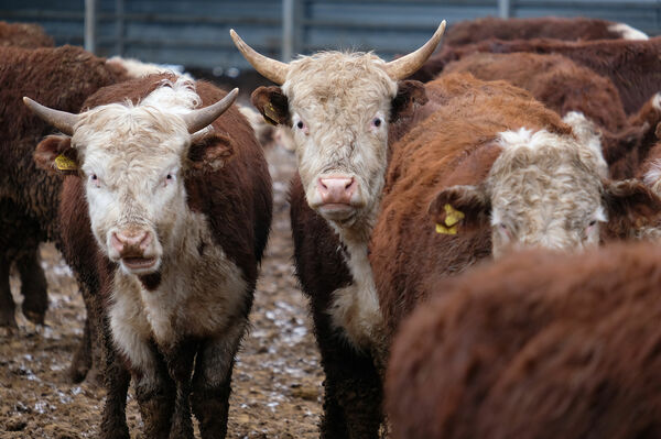 Такая корова нужна самому!