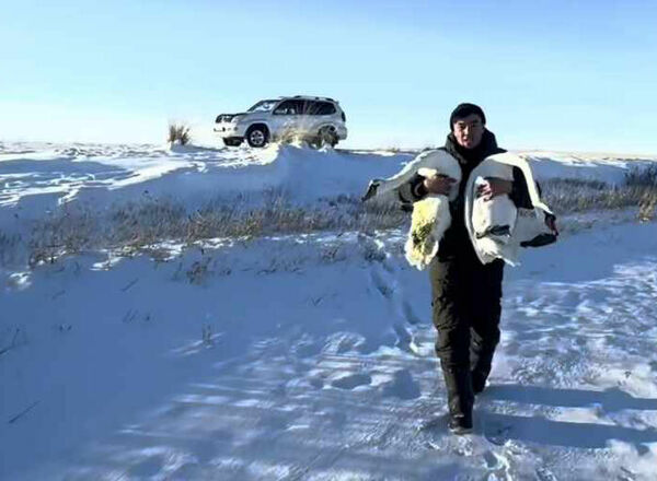 Лебединая песня