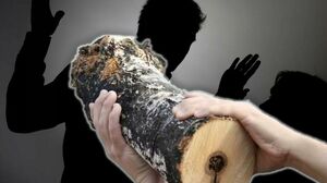 Полемика от полена