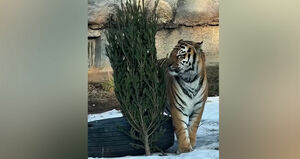 Зверский аппетит