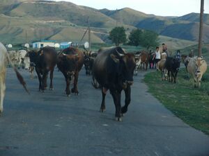 Чабаны начнут получать соцвыплаты при достижении 55 лет