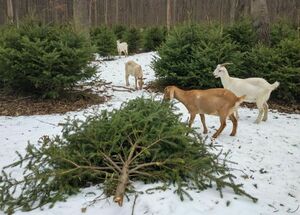Ёлки-моталки!