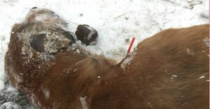 Охота на тазы