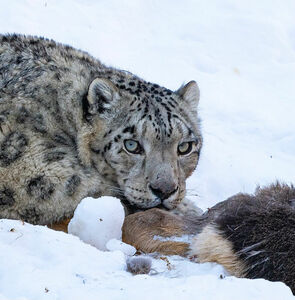 В погоне за призраком