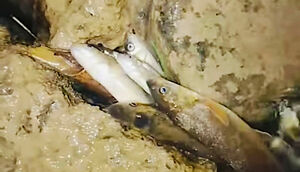 Кислотная река