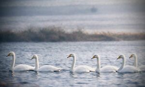 Пёрышко к пёрышку