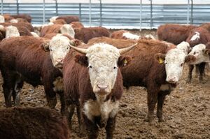 Бурёнки сопливят