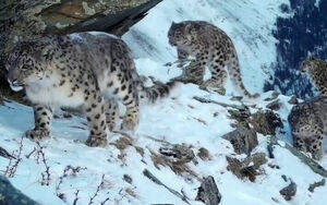 Барсиха и ее барсята