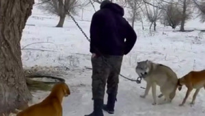 Собачья жизнь