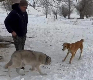 Собачья жизнь