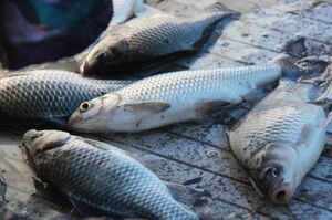 Последний улов