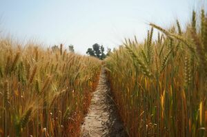 Отход от «зерновой зависимости»