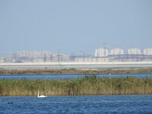 Перезимовали не все