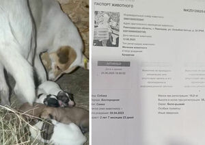 Феномен плодовитости