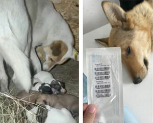 Феномен плодовитости