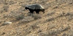 Неуловимый хищник степей