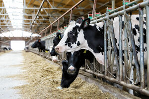 Срок за приписки