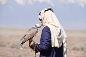 Зачем арабы в Жетысу соколов выпускали