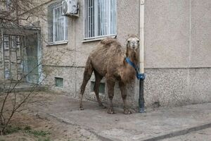 Караван-сарай у подъезда