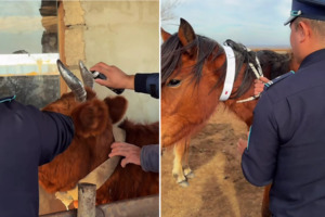 Целее будут