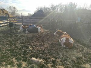 “Неизвестная” пишем - “ящур” в уме