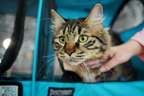 Купили бы котёнка за миллион?