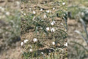 Степное чудо