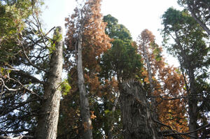 Ботсад предупреждает