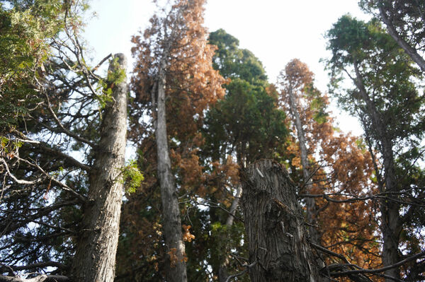 Ботсад предупреждает