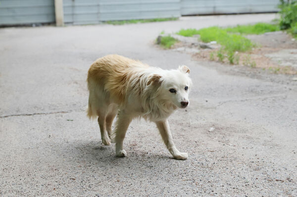 Собаки без возврата