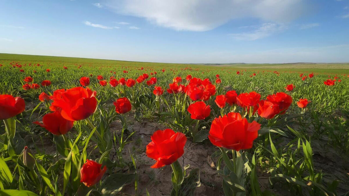 Не тронь цветочек аленький!