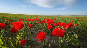 Не тронь цветочек аленький!