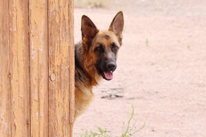 На улицах густо, в вольерах - пусто