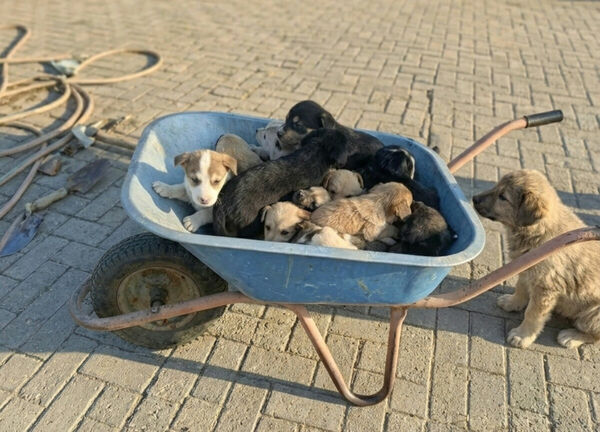 Реформа на тормозах