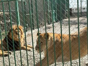 Обидели Хабиба