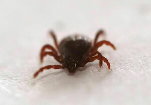 Прилипалы наготове