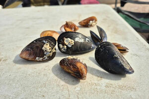 Морские пришельцы