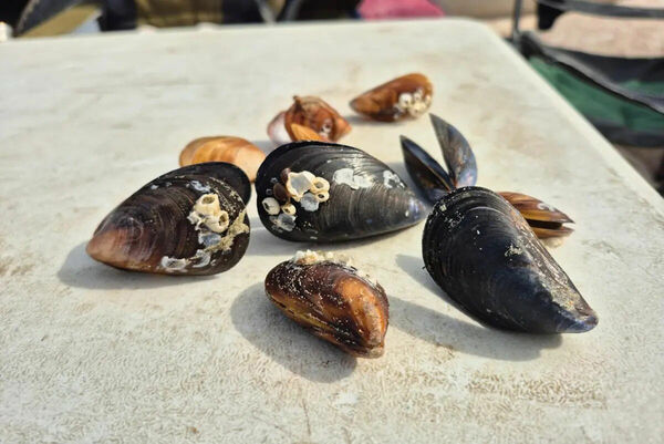 Морские пришельцы