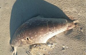 Следы шторма