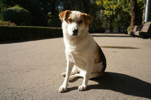 Налог на хвост