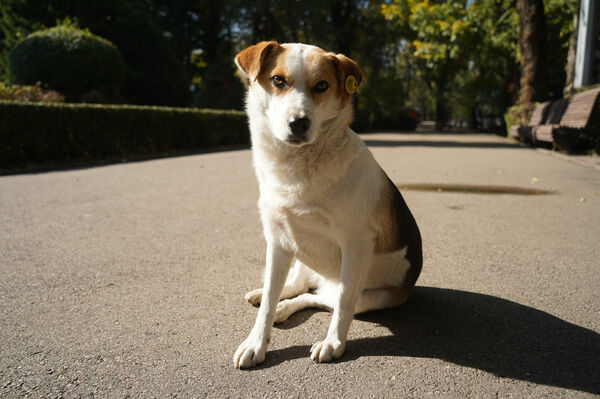 Налог на хвост