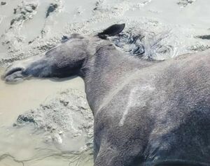 Стихийный падёж