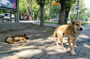 Эвтаназия вместо совести