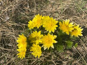 Аллергия плюс штраф