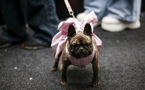 Питомцы на стиле