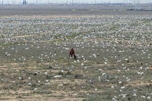 Неприглядные последствия