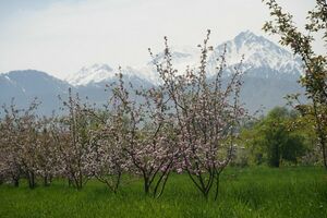 Хрупкая красота